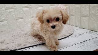 ハーフ犬の動画01