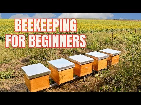 , title : 'Beekeeping for Beginners - What to know to start with Honey Bees'