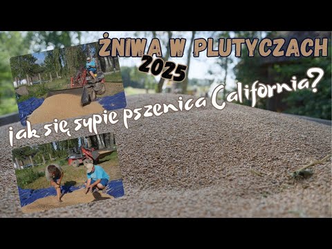 Jak w tym roku sypała pszenica California Żniwa 2025 Plutycze Gienek i Andrzej Rolnicy z Podlasia