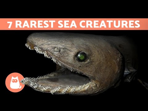 Do All Fish Have Scales? - Types of Scaleless Fish - With Photos