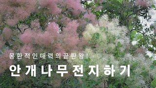 안개나무 키우기 안개나무 전지하기