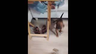 Video preview image #1 Dachshund Puppy For Sale in San Antonio, TX, USA