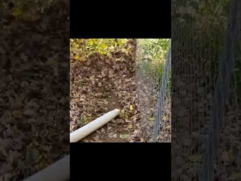 How to blow leaves out of a corner