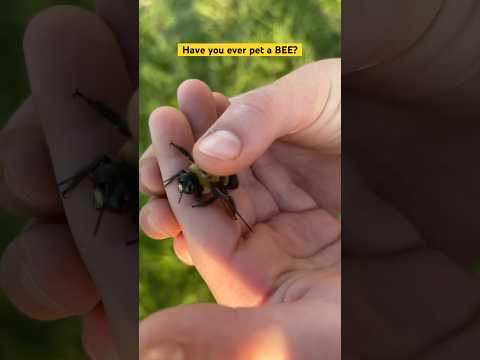 We have a pet bee 🐝 #shorts #fatherson #bees