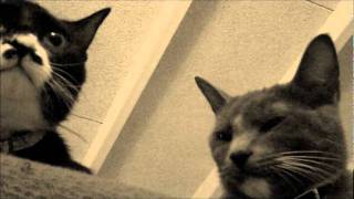 Conrad & Charles are Gang Gang Dance Adult Goth