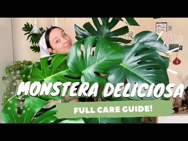 İngilizce'de monstera Video Telaffuz