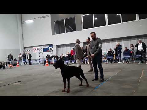 Gladys von Schwarze Kraft | Macedonian Dobermann Sieger Show