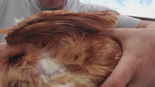 Treating upper respitory infection in chickens