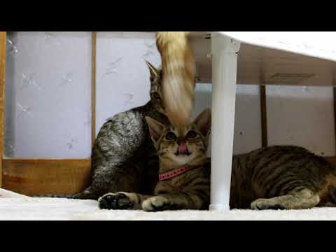 しろのしっぽであそぶとら 190622