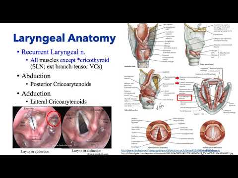 Anesthesiology Keyword Review - ENT Anesthesia - Dr. Schell