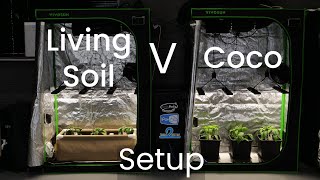 Living soil vs coco grow comparison