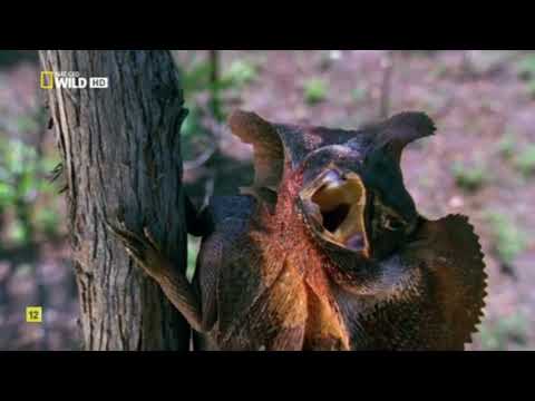 EL CLUB DE LA LUCHA  LEOPARDOS, JABALÍES, DOCUMENTAL 720p