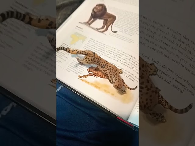 Vídeo relacionado con El libro de los animales (Enciclopedia visual juvenil)