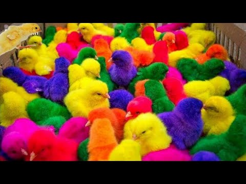 Catch Color Chicken, cute chicken, colorful chicken, cute duck, cute rabbit, cute animal