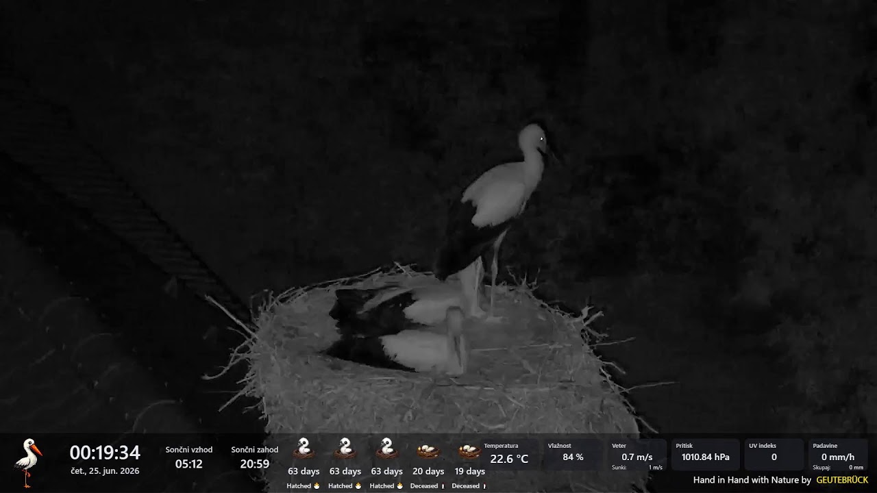 Live webcam view of White Stork Nest at Cerklje Parish