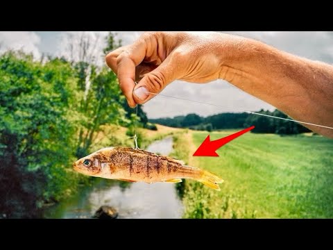 Was beißt auf KÖDERFISCH im kleinen Bach?