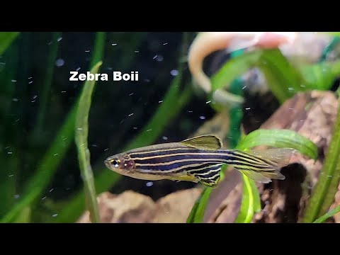 Long Finned Zebra Danio Basic Info