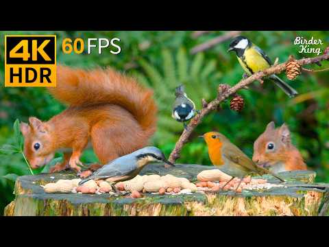 Cat TV 😺 Naughty Birds and Squirrels for Bored Pets to Watch 🐿 Cat Games 4K HDR
