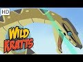 Wild Kratts The Roughest Toughest Animals In The Wild Kids Videos