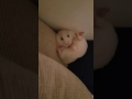 Hamster Porn