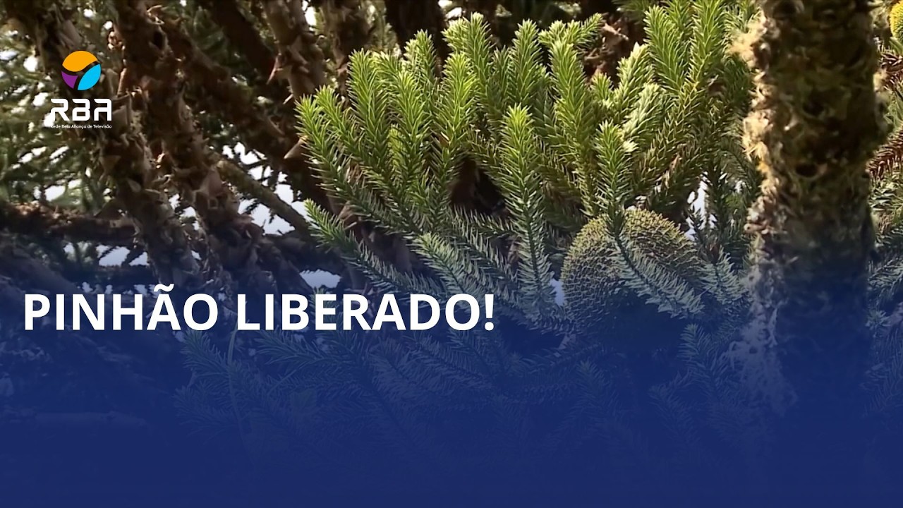Pinhão liberado!