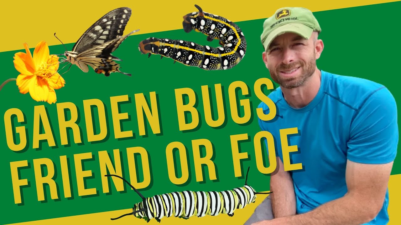 Garden Bugs, Friends or Foe