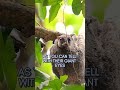 All the Mammals of the World! #shorts  #cat #rescuematters #wildlife #mammalsaroundtheworld #bats