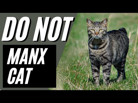 7 Reasons You Should NOT Get a Manx Cat