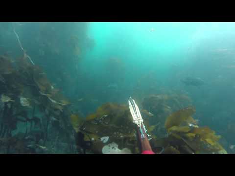 Treasures of the Deep