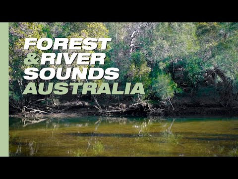 Forest and River Sounds, Australian Nature Sounds for Relaxation | 9 Hours