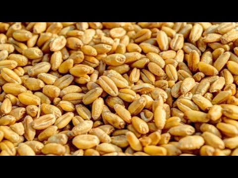 Punjab chemical free rare desi sona moti wheat seeds variety...