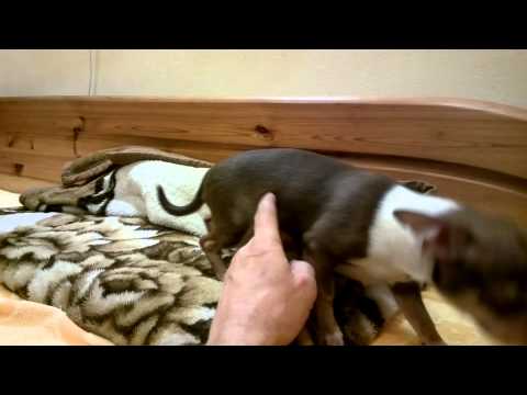 Csivava Rajzos csoki fiú