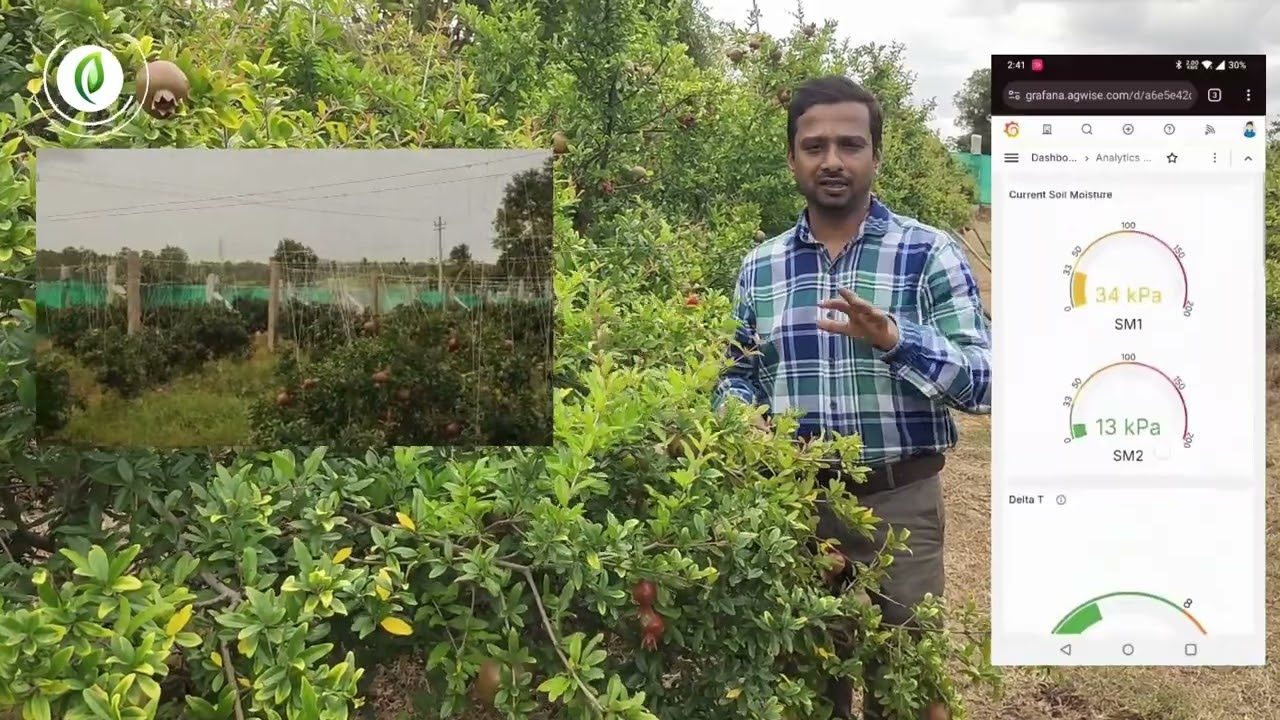 DeltaT- ಪರಿಣಾಮಕಾರಿ ಸಿಂಪರಣೆ| Bacterial Blight in Pomegranate | ದಾಳಿಂಬೆಯ ದಂಡಾಣು ಅಂಗಮಾರಿ ರೋಗ