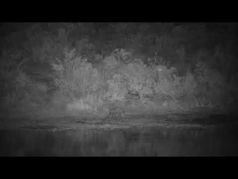 Djuma: Lone Hyena gets a quick sip and dip - 17:57 - 05/02/21