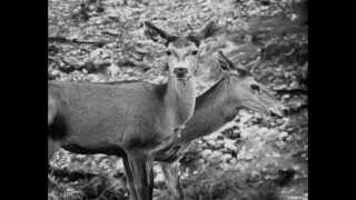 Echo Train: The Saints (Memento Mori) [The Sound Of Everything]