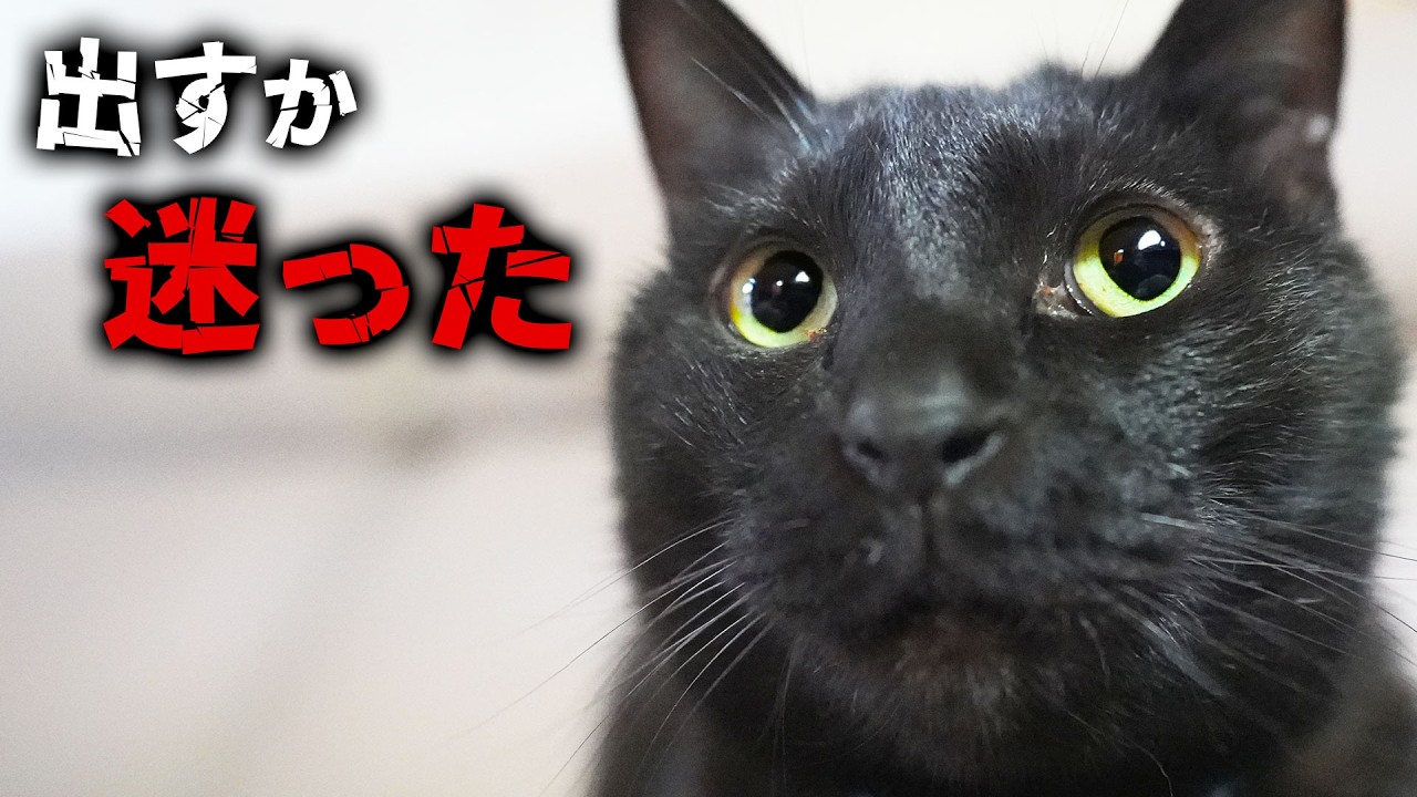 【正直に言います】この動画、出すか迷いました…