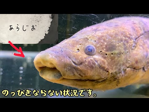 肺魚の特徴と例