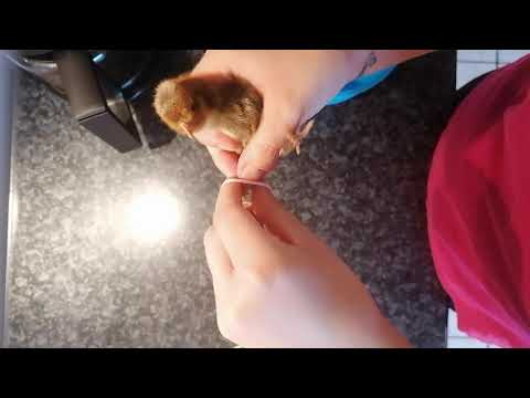 Spreizbeine Küken beheben