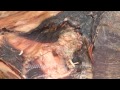 Pork with maggots crawling! 