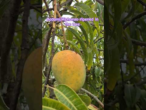 #mango #ripening #badami #alphonsa #farmlife #fruit #hometown #srinivaspur #karnataka