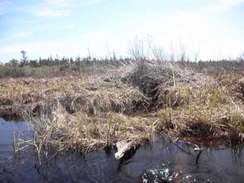 Markland, NL May 24th, 2014