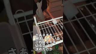 妻の夕食の準備を実況してみたら怒られた