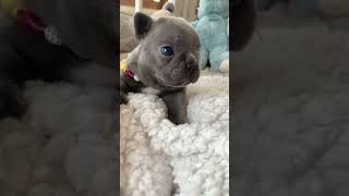 Download lagu “🐶 Your my honey bunch sugar plum 💕” Poetic French Bulldogs in Miami Beach 🏝 mp3 Download lagu “🐶 Your my honey bunch sugar plum 💕” Poetic French Bulldogs in Miami Beach 🏝 mp3