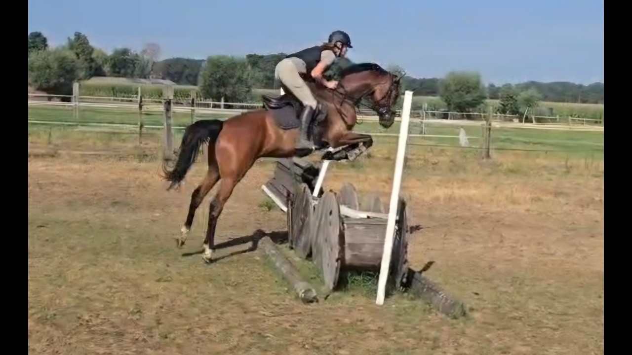 Verdi's Chilli Pepper ☆ (CHILLAX WILLI VAN'T HUKA x QUORUM DE LAUBRY) video 4