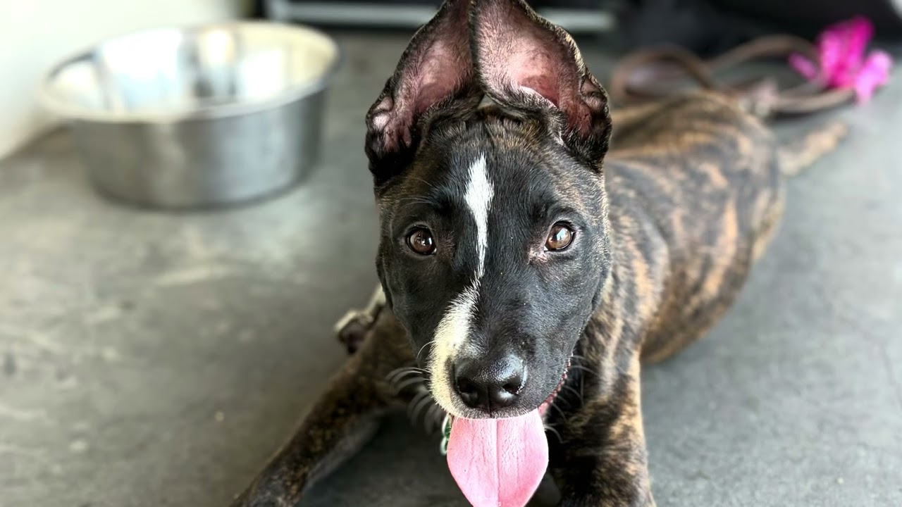 Enlarge KIA (puppy), a Adopted mixed breed in Pasadena, CA video 4/5