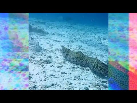 A Leopard Eel ?