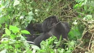 preview picture of video 'Bwindi Gorilla Trekking'