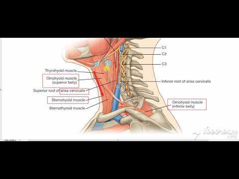 Sternohyoid sternothyroid thyrohyoid