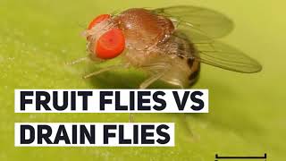 Fruit Flies Vs. Drain Flies | How to Identify & Get Rid of Them