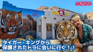【アリゾナ】タイガー・キングから保護されたトラに会いに行ぐ！！【Keepers of the Wild】
